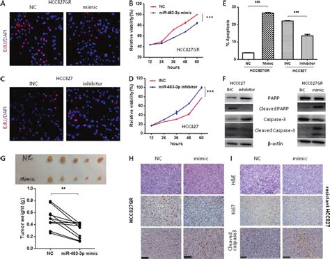 Mir 483 3p Inhibits Growth And Promotes Apoptosis In Download