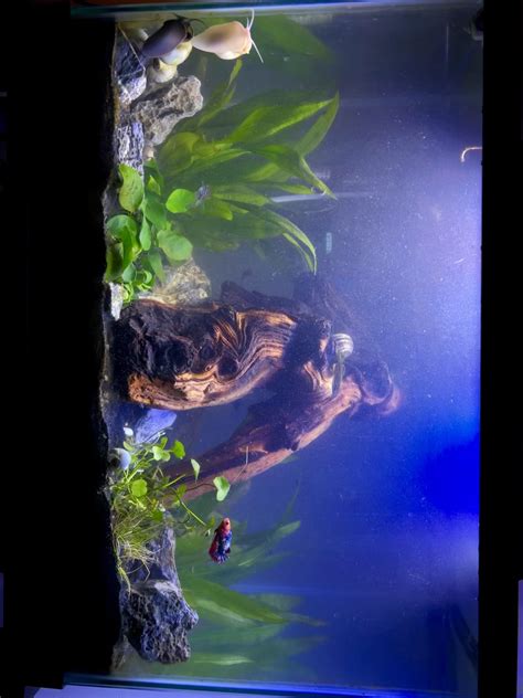 mopani added raquarium