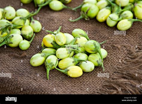 Solanum Aethiopicum African Eggplant Aubergine Ngogwe Stock Photo