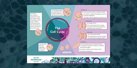 A Level Biology The Cell Cycle Poster Teacher Made