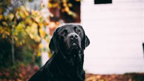 This Poor Dog Spent Six Years Alone In An Abandoned House As No One