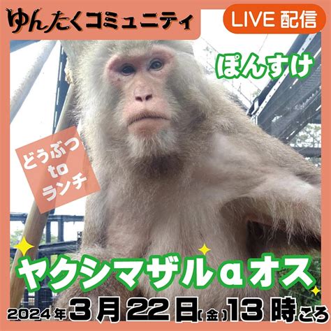 ゆんたくコミュニティ限定ライブ配信どうぶつtoランチ【ヤクシマザルαオス】 沖縄こどもの国｜ゆんたくコミュニティでずっと応援！（沖縄こどもの国