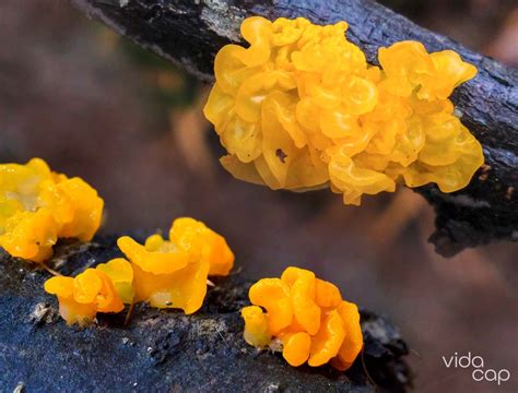 The Benefits And Uses Of Tremella Mushrooms