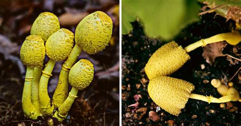 Yellow Mushrooms in Potted Plants (Everything You Need to Know) - Mushroom Appreciation