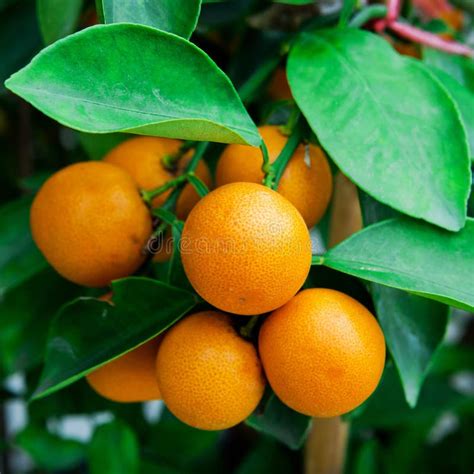 Branch Orange Tree Fruits Green Leaves In Spain Stock Image Image Of