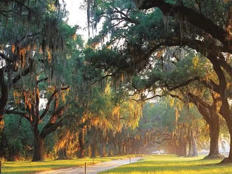 Boone Hall Plantation | Things To Do In Charleston