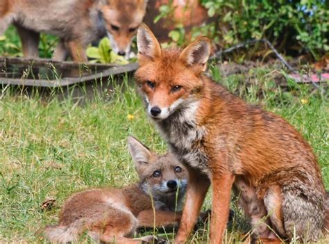 A vixen and her cubs - gallery - Chiswick Calendar Features