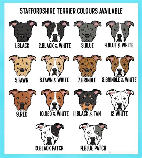 Pin on Dogs | Staffordshire bull terrier, Bull terrier, Staffordshire ...