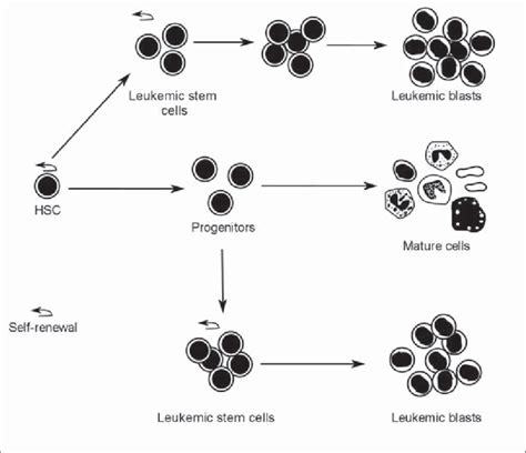 Leukemic Cell Origin The Central Path Represents The Normal