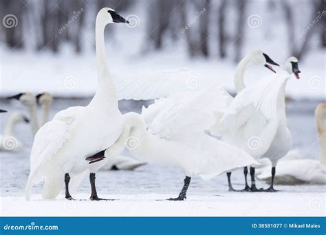 Gathering of Trumpeter Swans Stock Image - Image of landscape, fanning ...