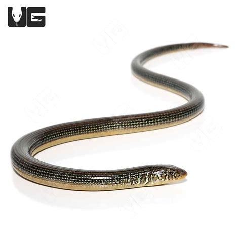 Eastern Legless Lizards (Thamnophis sirtalis) For Sale - Underground ...