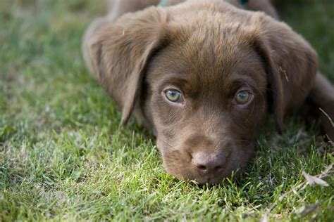 11 Amazing Chocolate Lab Breeders From All Over The USA