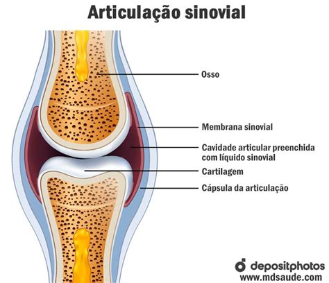 Sinovite Transit Ria O Que Sintomas E Tratamento