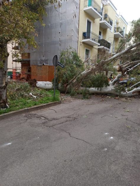 Crolla Lennesimo Albero In Via Ribezzo A Lecce Scorrano Tragedia