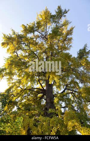 Autumn, Tree, Ginkgo, Foliage, Ginkgo tree, Maidenhair Tree, Ginkgo ...