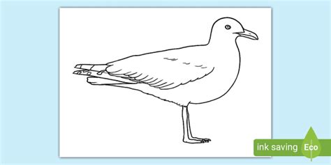 Bird Template