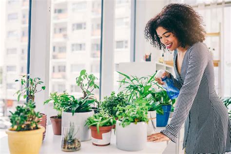 23 Mejores Plantas Para Apartamentos Para Refrescar Tu Espacio Tomas