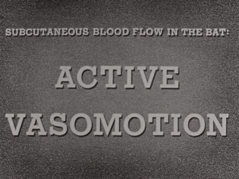 Subcutaneous Blood Flow In The Bat Active Vasomotion Media