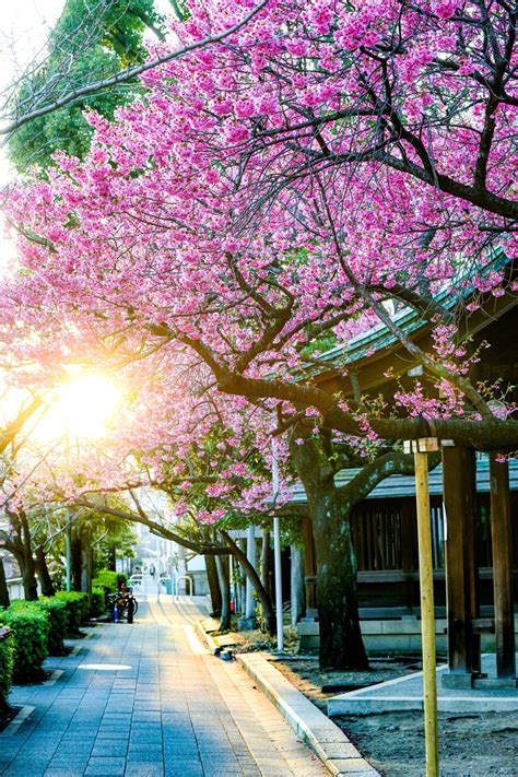 Konbini on Twitter RT haskap1017 寒緋桜が彩る夕焼けの荏原神社を歩こう