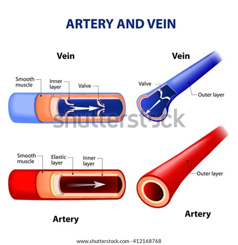 9,650 Vein Diagram Images, Stock Photos & Vectors | Shutterstock