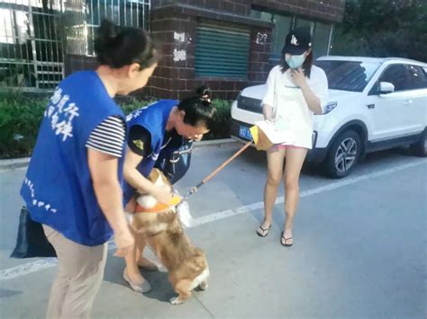 【创建文明城市】天桥警方拍了拍你：欢迎加入文明养犬志愿者队伍！澎湃号·政务澎湃新闻 The Paper