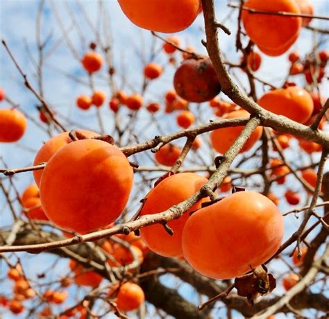 PERSIMMON TREE CUTTINGS rooting/grafting - Etsy