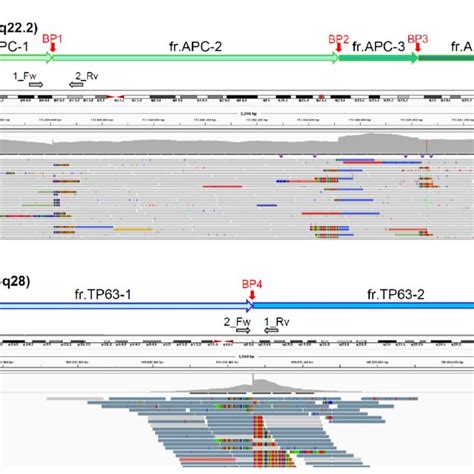 Sanger Sequencing Around Presumed Breakpoints In APC And TP63 And