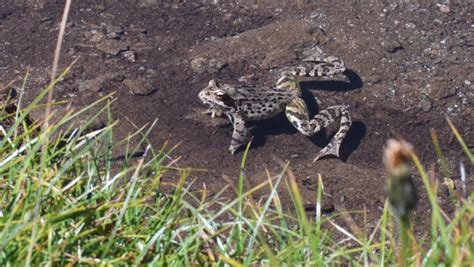 47 Hibernating frog Stock Video Footage - 4K and HD Video Clips ...