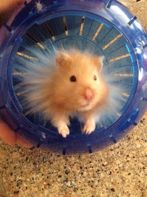 37 Small Cute And Lovely Pictures Of Hamsters