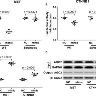 MiR 206 Mimic Transfection Reduced The Activation Of Tumor Promoting