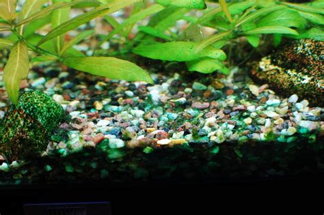 Cyanobacteria Aquarium