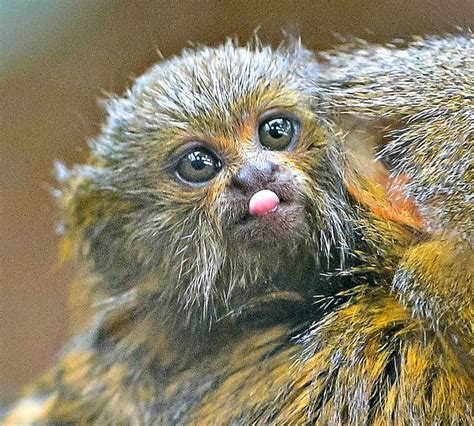 A Baby Eastern Pygmy Marmoset The Worlds Smallest Species Of Monkey