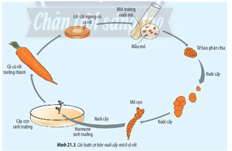 Quan sát Hình 21.3 và 21.4, cho biết tính toàn năng của tế bào là gì ...