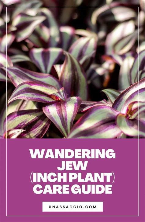 Wandering Jew Inch Plant The Complete Growth And Care Guide UnAssaggio