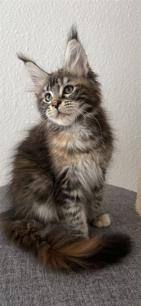 Reinrassige Maine Coon Kitten Mit Stammbaum Rottweil Sonstige Maine