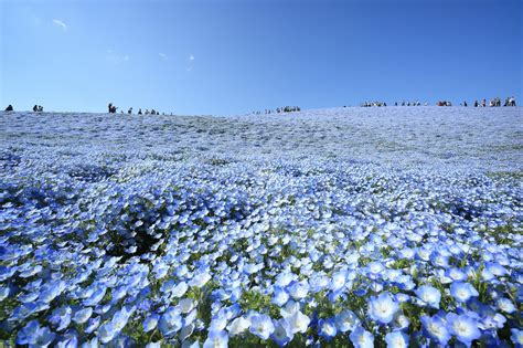 A Sea Of Million Baby Blue Eye Flowers In Japan S Hitachi Seaside