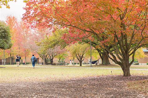 Arbor Day Foundation Awards University With Tree Campus Recognition