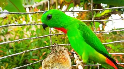 Burung Serindit, Pesona Cantik dari Hutan Tropis Indonesia yang Perlu ...