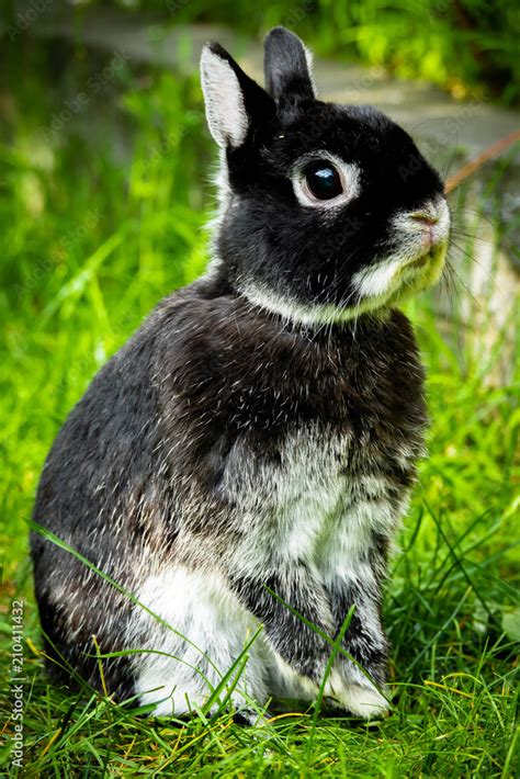 Netherland Dwarf Rabbit Colors Every Bunny Welcome, 60% OFF