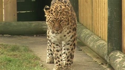 BBC News Rare Amur Leopards Mating Success At Kent Sanctuary