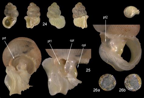 The Diplommatinidae Of Fiji A Hotspot Of Pacific Land Snail Biodiversity Caenogastropoda