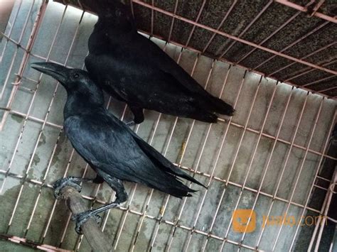 Burung Gagak Hutan Di Kota Jakarta Selatan Dki Jakarta