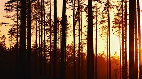 Woods Sunset wallpaper | 1920x1080 | #32560