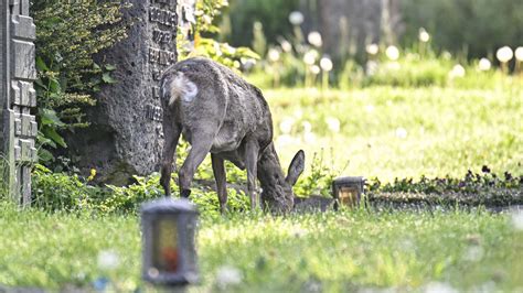 Jagd auf Friedhofs Rehe in Fulda wird wieder eröffnet