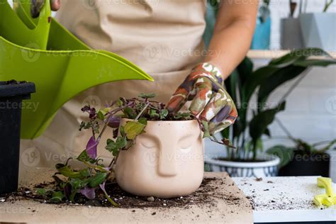 Transplanting A Home Plant Into A New Pot Replanting Philodendron