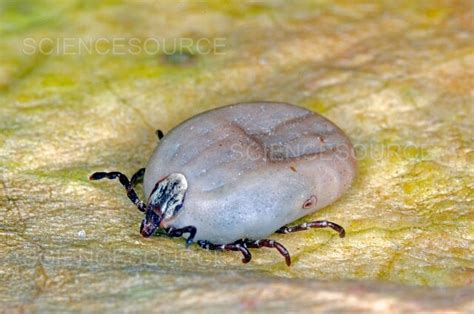 Photograph | Engorged Brown Dog Tick | Science Source Images