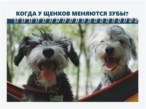 Порядок прорезывания и смены зубов у собак разных пород, формула ...