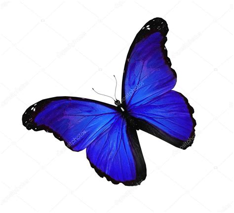 Blue Butterfly Flying Isolated On White Stock Photo Sun Tiger