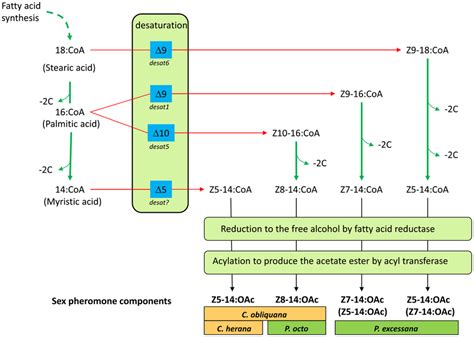 Schematic Outlining The Likely Biosynthetic Routes Of The Sex Pheromone