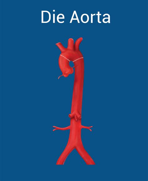 Aortenbogen Anatomie Und Krankheitsbilder